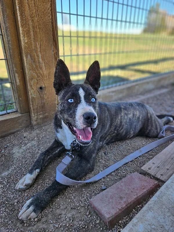 Gordita Crunch thumbnail 3