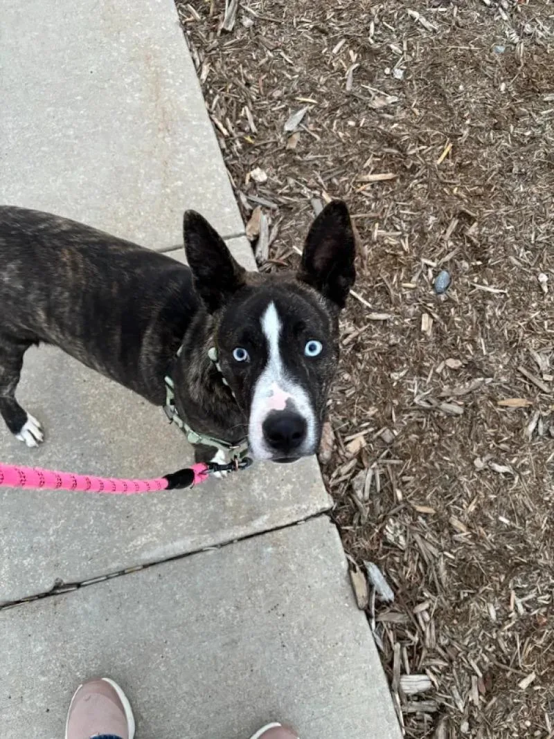 Gordita Crunch thumbnail 4