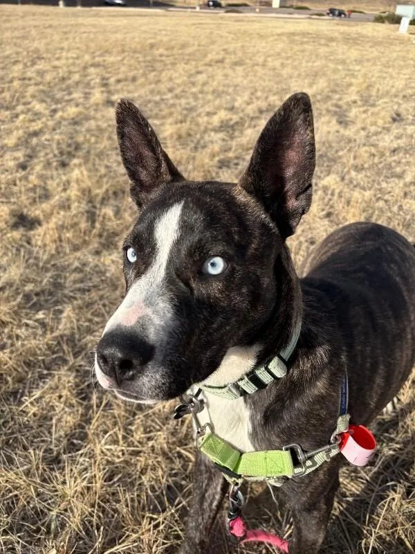 Gordita Crunch thumbnail 5