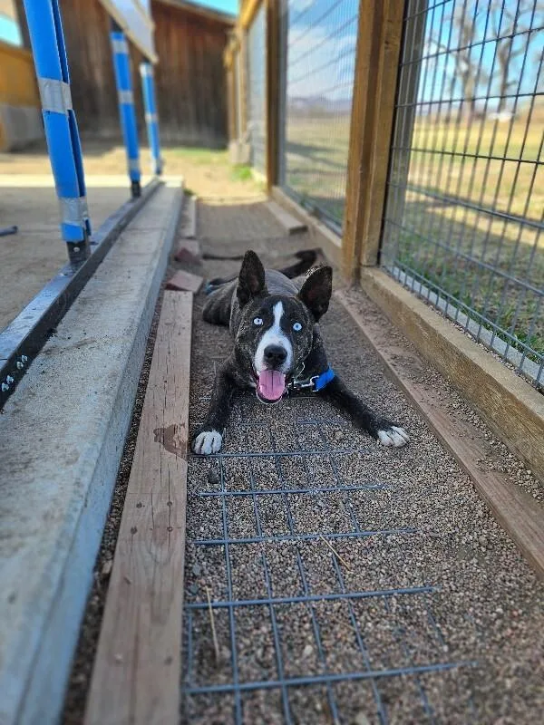 Gordita Crunch thumbnail 6