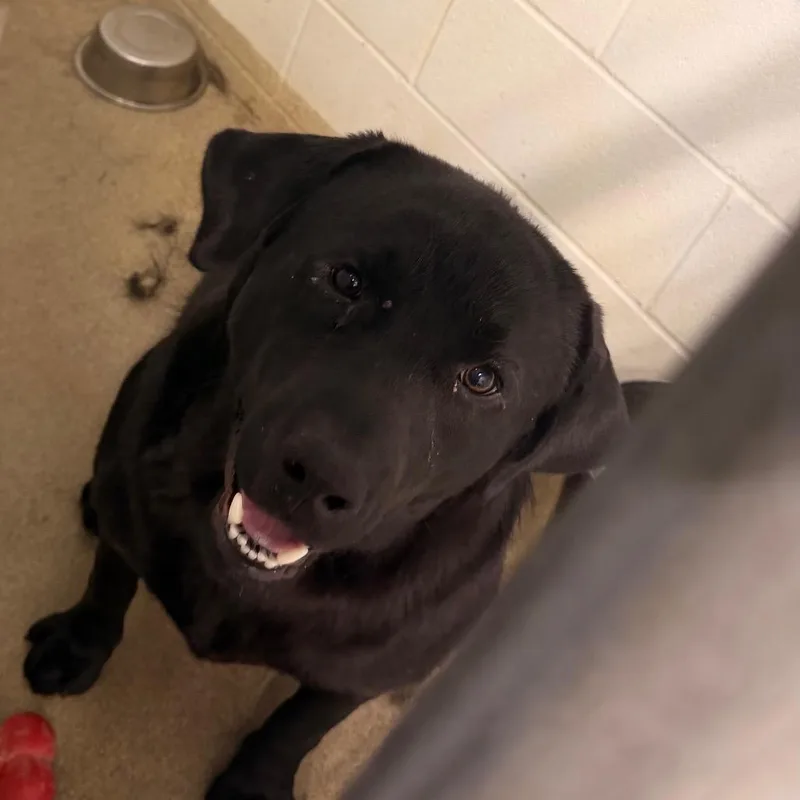 An adult large-sized male Black Labrador Retriever dog named Boomer for adoption in Corydon, IN