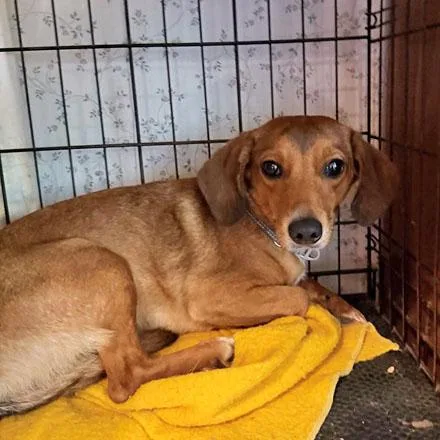 A young small-sized male Dachshund dog named Perlie Belmont for adoption in London, OH