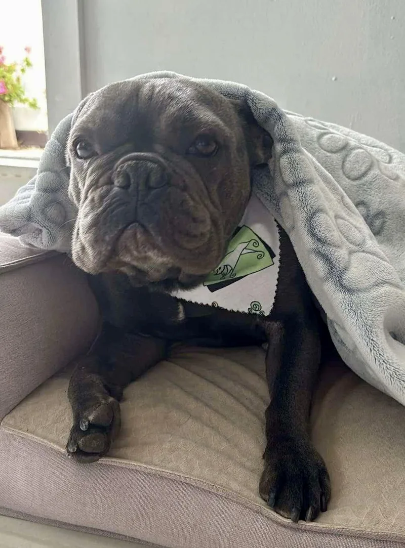 An adult medium-sized female Gray / Blue / Silver French Bulldog dog named Sunshine for adoption in Tarzana, CA