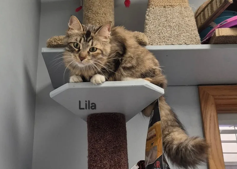 A young medium-sized female Tabby (Buff / Tan / Fawn) Domestic Medium Hair cat named Lila for adoption in Buffalo, NY