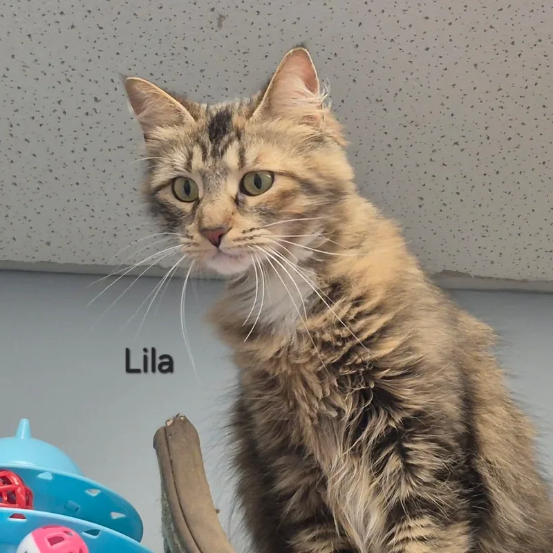 Lila thumbnail 2