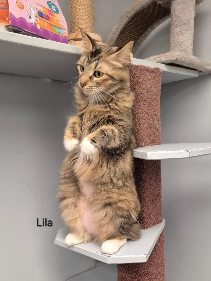 Lila thumbnail 5