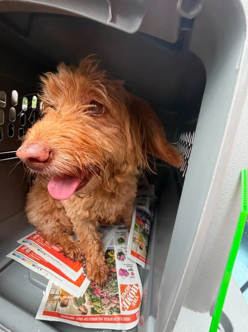 An adult medium-sized female Cockapoo dog named Mocha for adoption in Havertown, PA