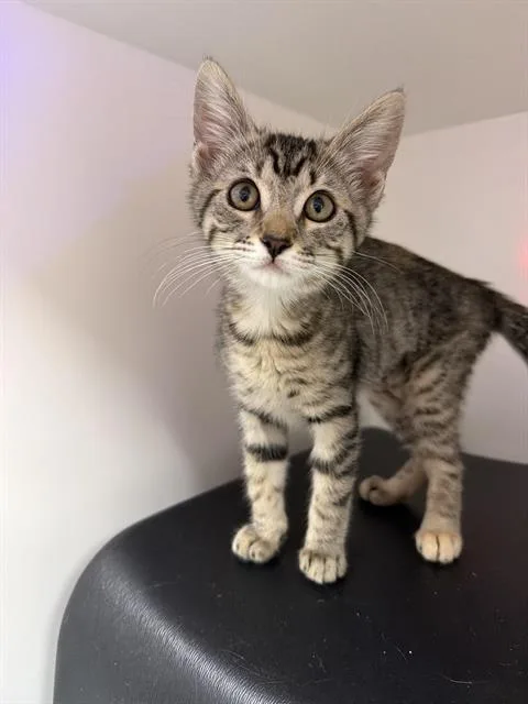A baby small-sized female Domestic Short Hair cat named Anna for adoption in Ontario, CA