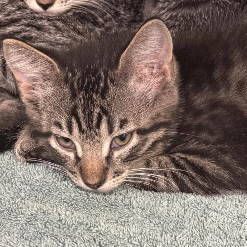 A baby small-sized male Brown / Chocolate Domestic Short Hair cat named Theo for adoption in Port Charlotte, FL