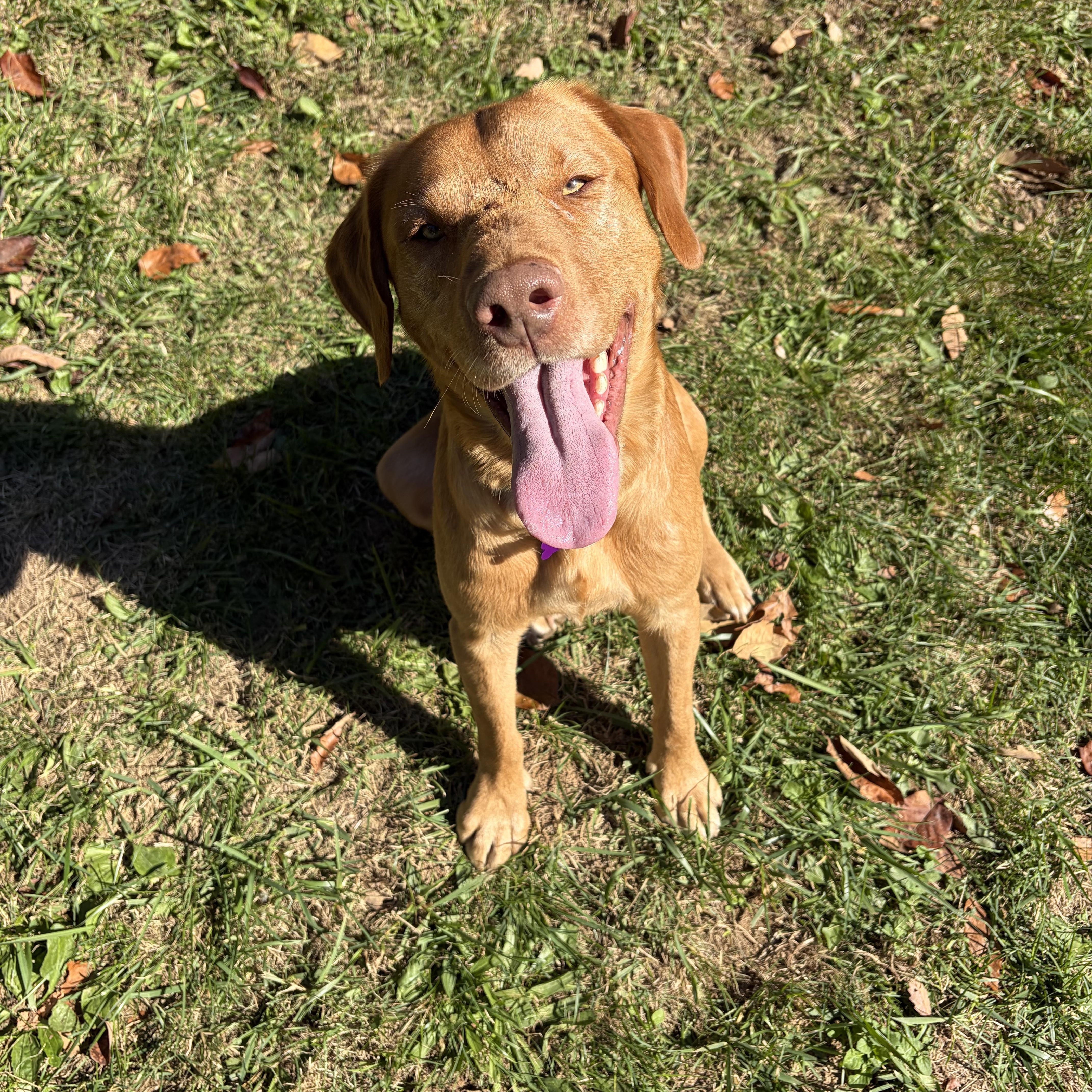 A young large-sized male Labrador Retriever dog named Fred for adoption in High View, WV