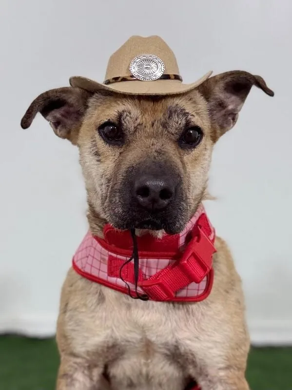 A young medium-sized male Yellow / Tan / Blond / Fawn Pit Bull Terrier dog named Ocean for adoption in Carlsbad, CA
