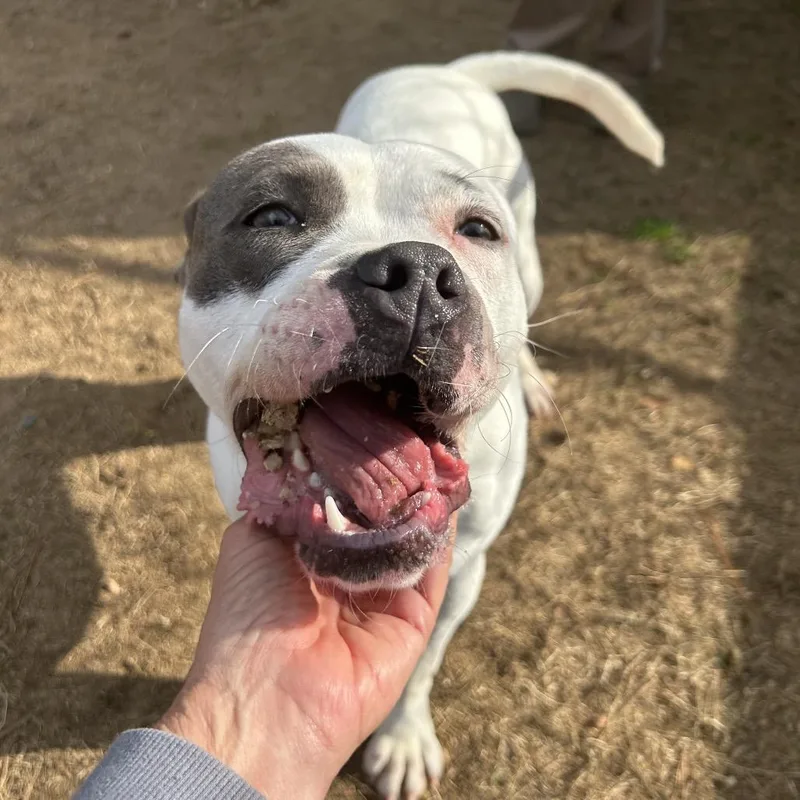 An adult medium-sized female White / Cream Mixed Breed dog named Dianna for adoption in Hamilton, GA