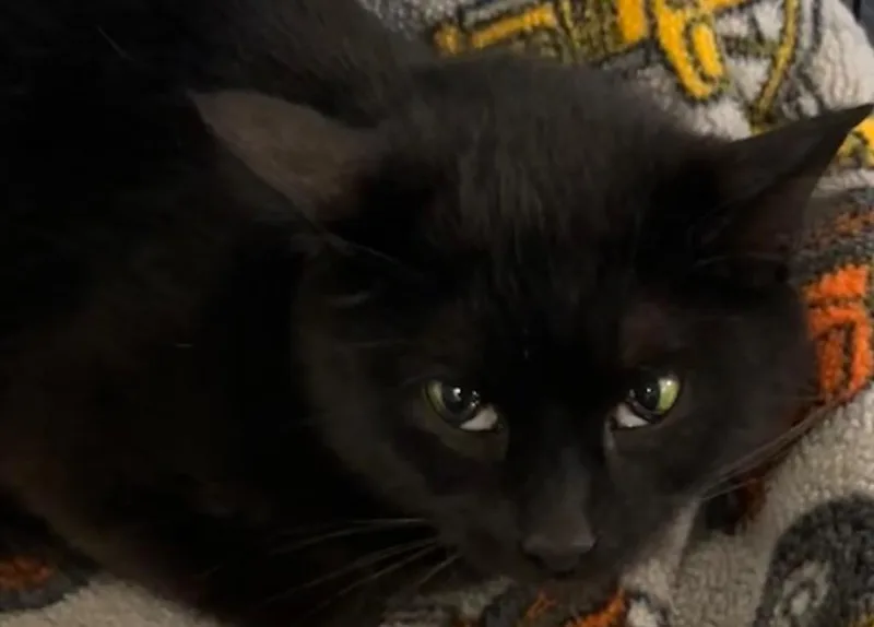 A young small-sized female Domestic Short Hair cat named Sable for adoption in Elizabethton, TN