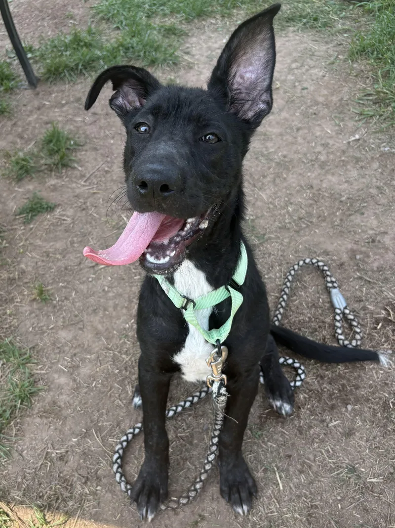 A baby medium-sized female Black Mixed Breed dog named Kaliope for adoption in Syracuse, NY