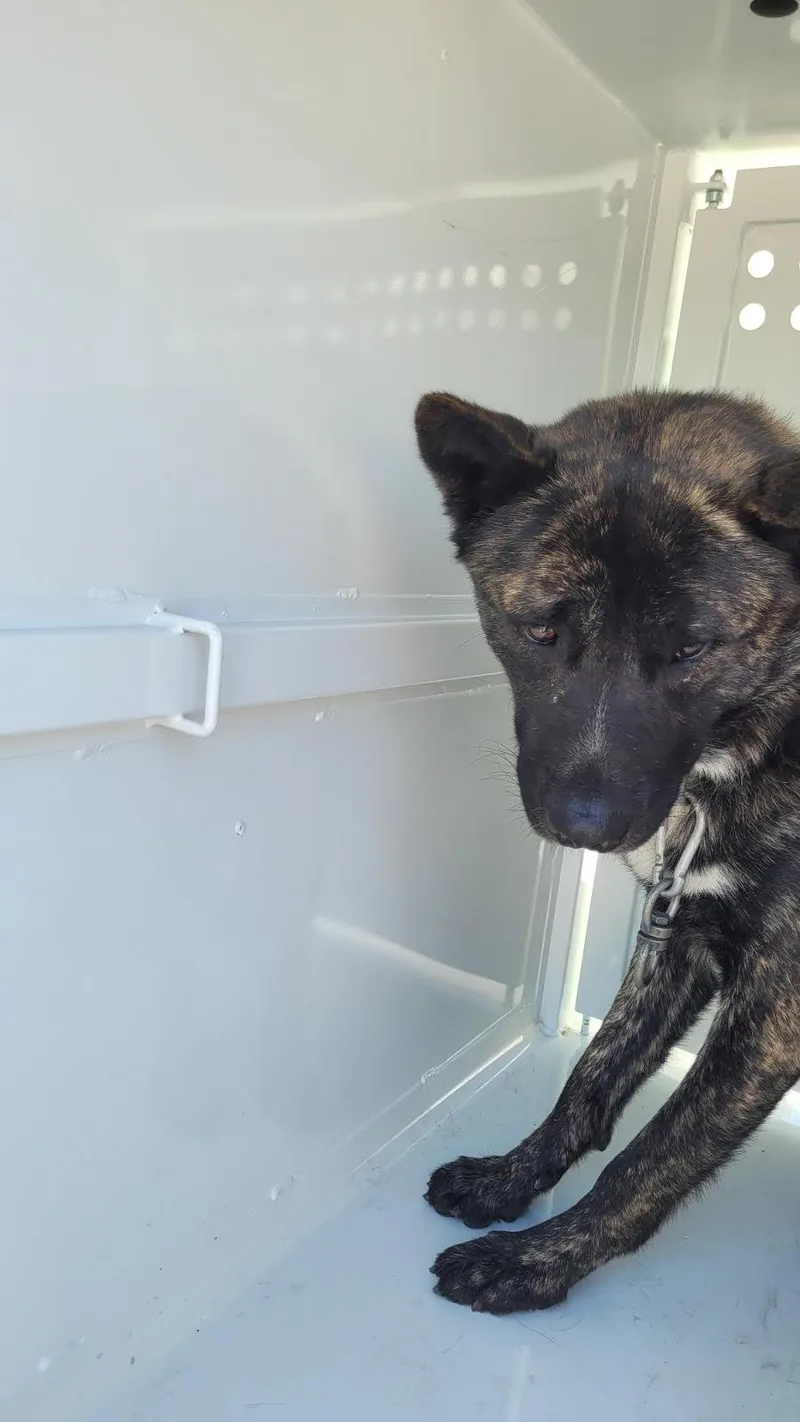 An adult extra large-sized male Akita dog named Quita for adoption in Los Angeles, CA