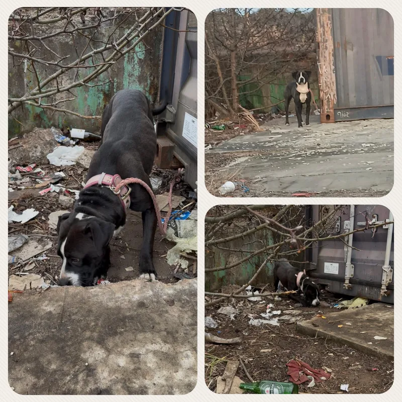 Samantha thumbnail 4