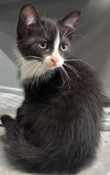 A baby small-sized female Black & White / Tuxedo Domestic Short Hair cat named Bessie for adoption in Harlingen, TX
