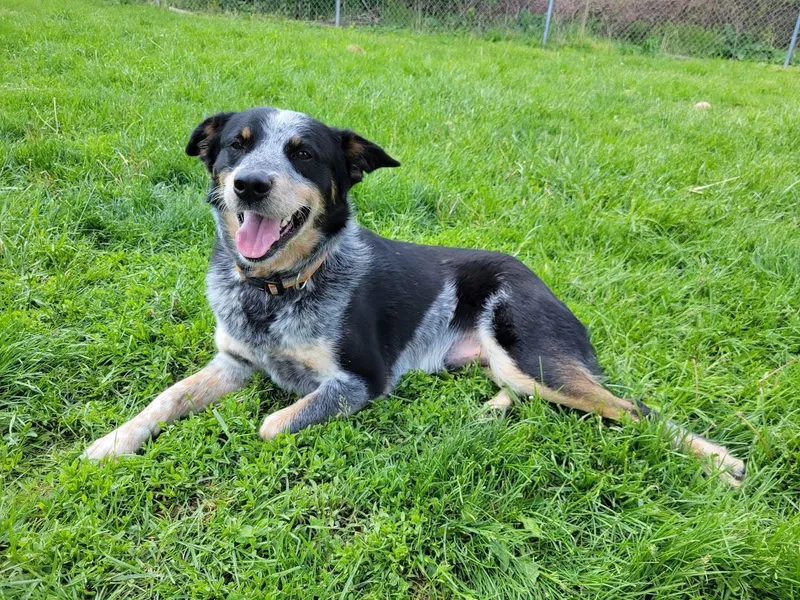 An adult medium-sized male Merle (Blue) Australian Cattle Dog / Blue Heeler dog named Newt for adoption in Lisbon, OH