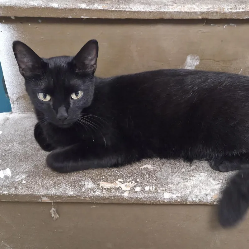 A young medium-sized female Black Domestic Short Hair cat named Sandy for adoption in South Elgin, IL