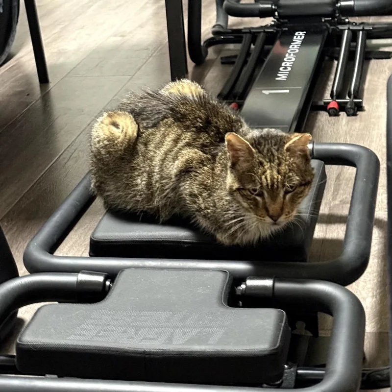 A senior small-sized male Brown / Chocolate Domestic Short Hair cat named Cyrus The Great for adoption in Los Angeles, CA