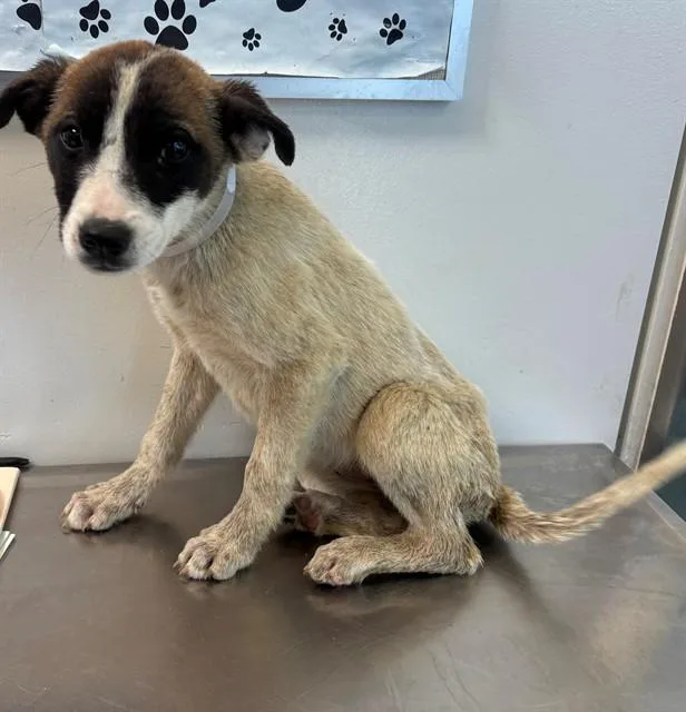 A baby small-sized female German Shepherd Dog dog named Rhea for adoption in Lancaster, CA