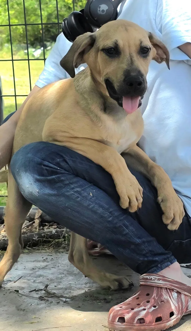 A baby medium-sized male Yellow / Tan / Blond / Fawn Labrador Retriever dog named Dutton for adoption in Watertown, CT