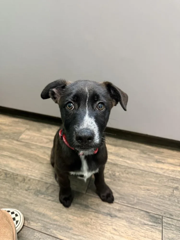 A baby medium-sized male Tricolor (Brown, Black, & White) Labrador Retriever dog named Ranger for adoption in Dallas, TX