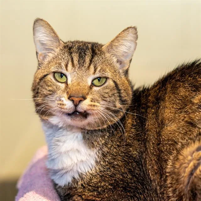 An adult small-sized male Domestic Short Hair cat named Phoenix for adoption in Methuen, MA