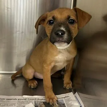 A baby small-sized female Yellow / Tan / Blond / Fawn Mixed Breed dog named Lois for adoption in Knoxville, TN