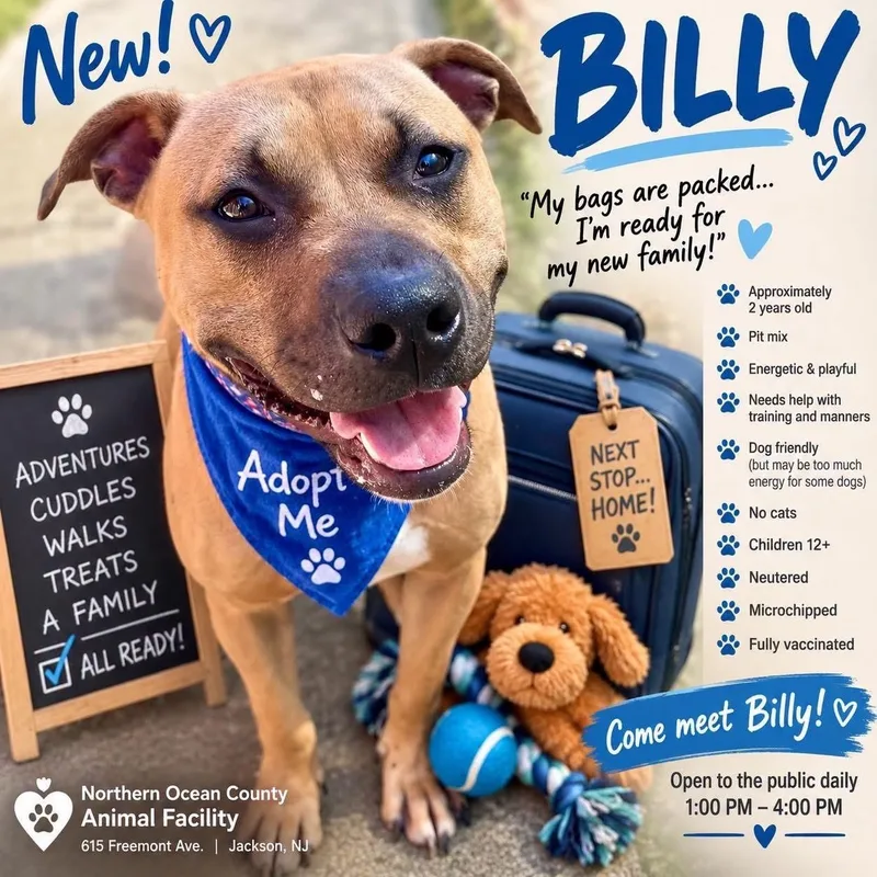 An adult large-sized male Yellow / Tan / Blond / Fawn Pit Bull Terrier dog named Billy for adoption in Jackson, NJ
