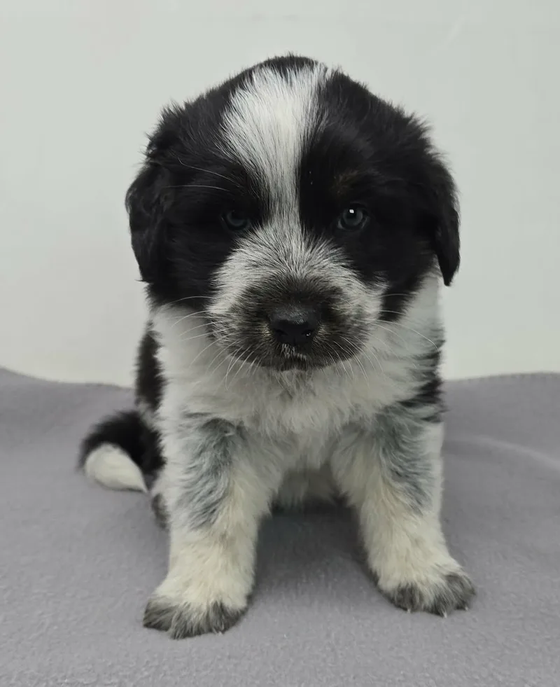 A baby medium-sized female Black Australian Cattle Dog / Blue Heeler dog named Heartland for adoption in New York, NY