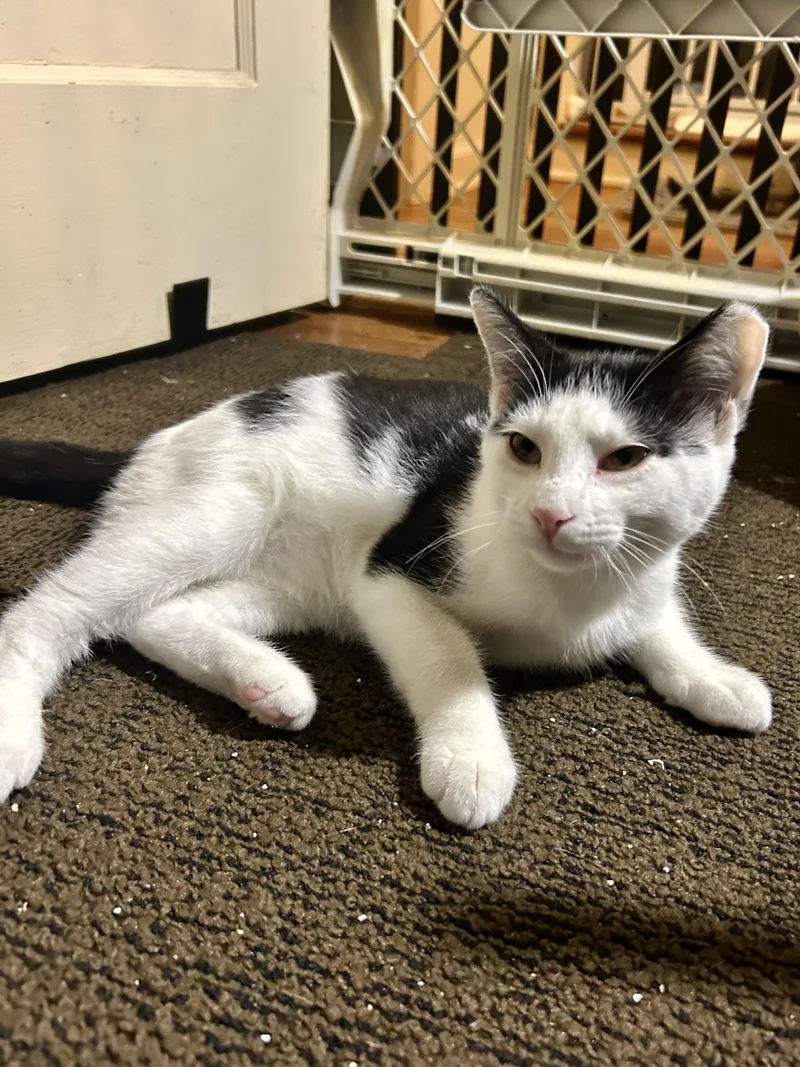A baby small-sized male Black & White / Tuxedo Domestic Short Hair cat named Yam for adoption in Warminster, PA