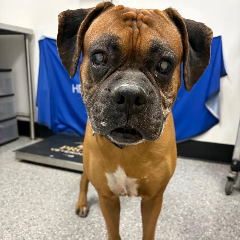 A senior large-sized male Boxer dog named HACCStray for adoption in Henderson, NV
