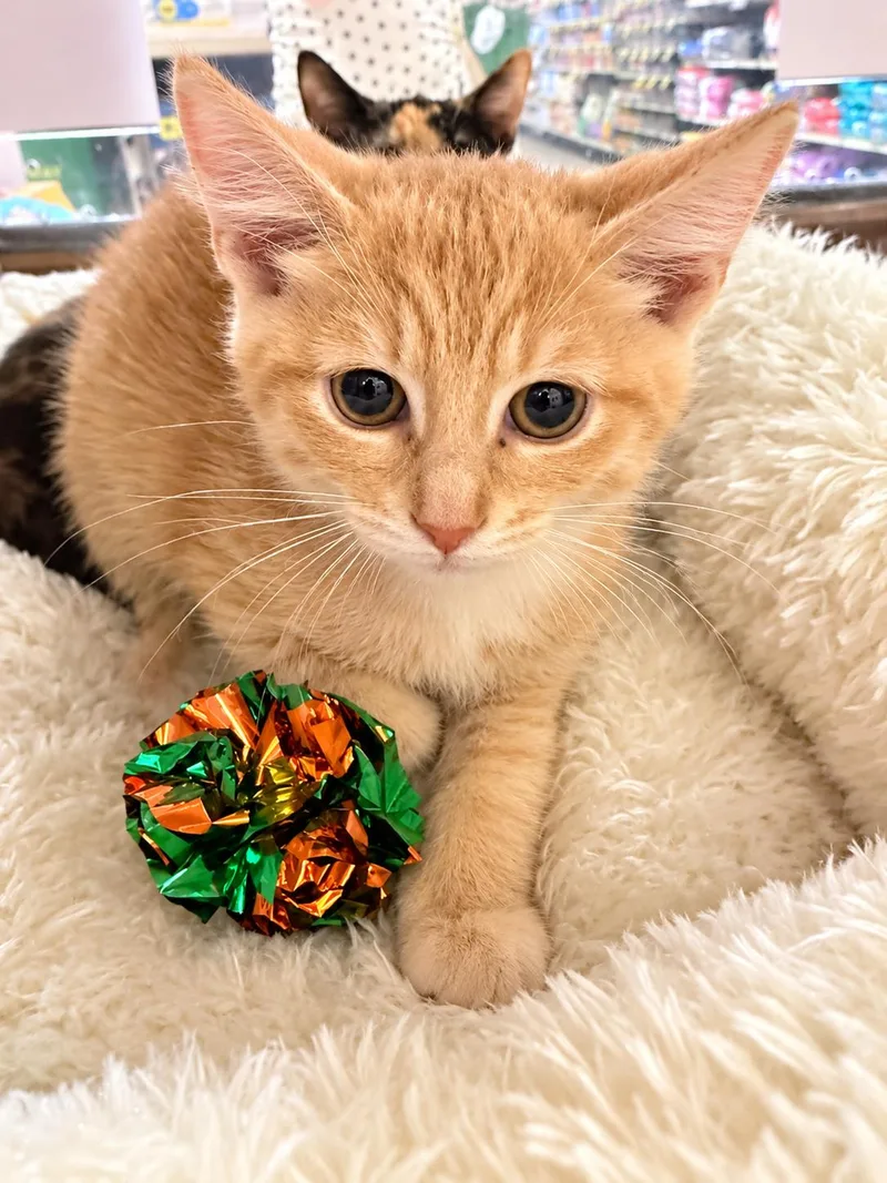 A baby small-sized male Domestic Short Hair cat named Buff for adoption in Rio Linda, CA