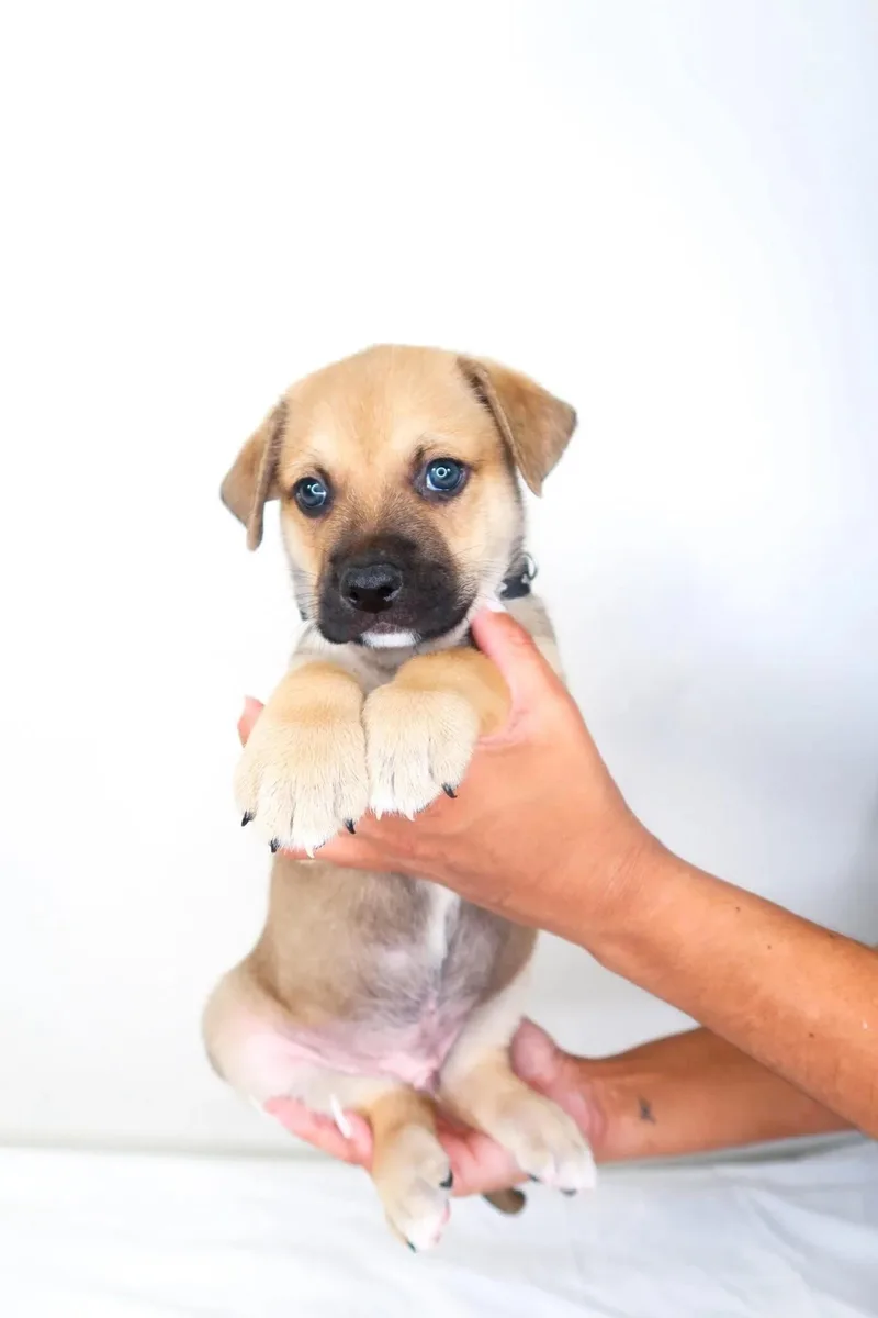 A baby medium-sized male Yellow / Tan / Blond / Fawn Shepherd dog named Mungo for adoption in Bixby, OK