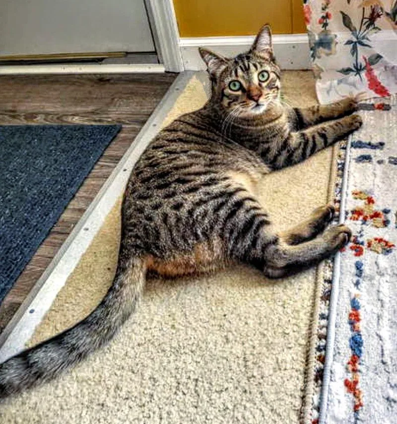 C Litter Stuart thumbnail 2