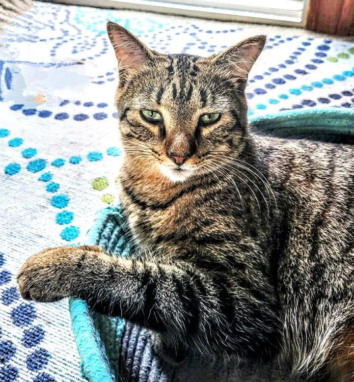 C Litter Stuart thumbnail 3