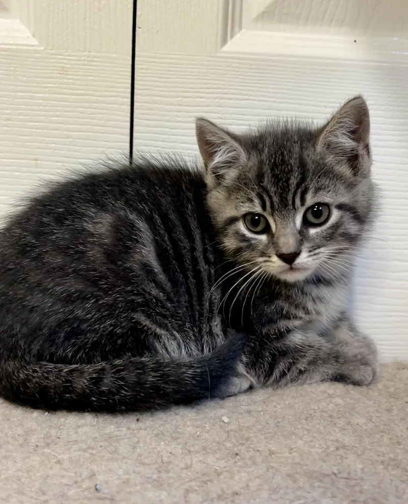 A baby large-sized female Tabby cat named Dime for adoption in Ringwood, NJ