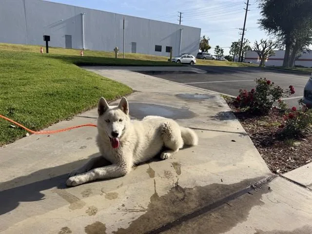 A young medium-sized male Siberian Husky dog named Nelson for adoption in Ontario, CA