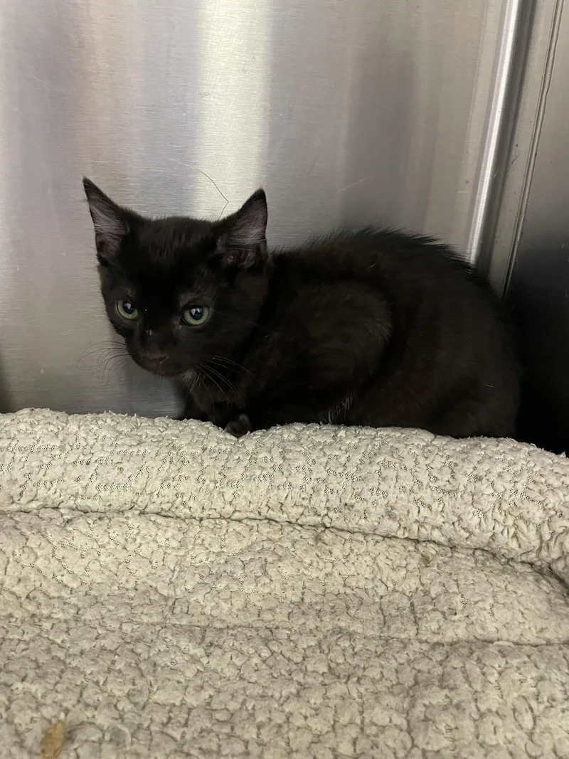 A baby medium-sized male Black Domestic Short Hair cat named Smokey for adoption in Georgetown, KY