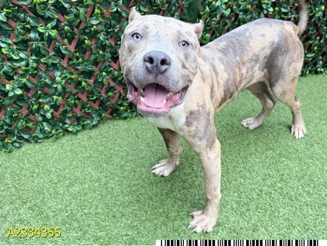 A young large-sized male Mixed Breed dog named Ranger for adoption in West Palm Beach, FL