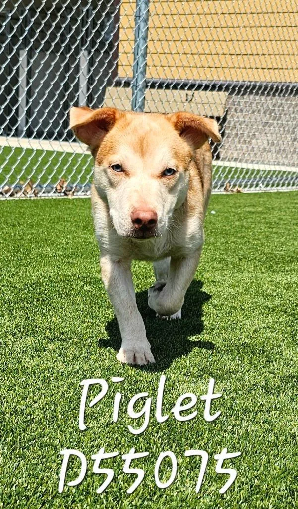 A young small-sized male Mixed Breed dog named Piglet for adoption in Clarksville, TN
