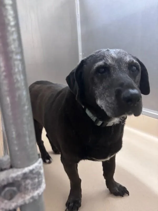 An adult medium-sized female Black Beagle dog named Shelby for adoption in Burgaw, NC