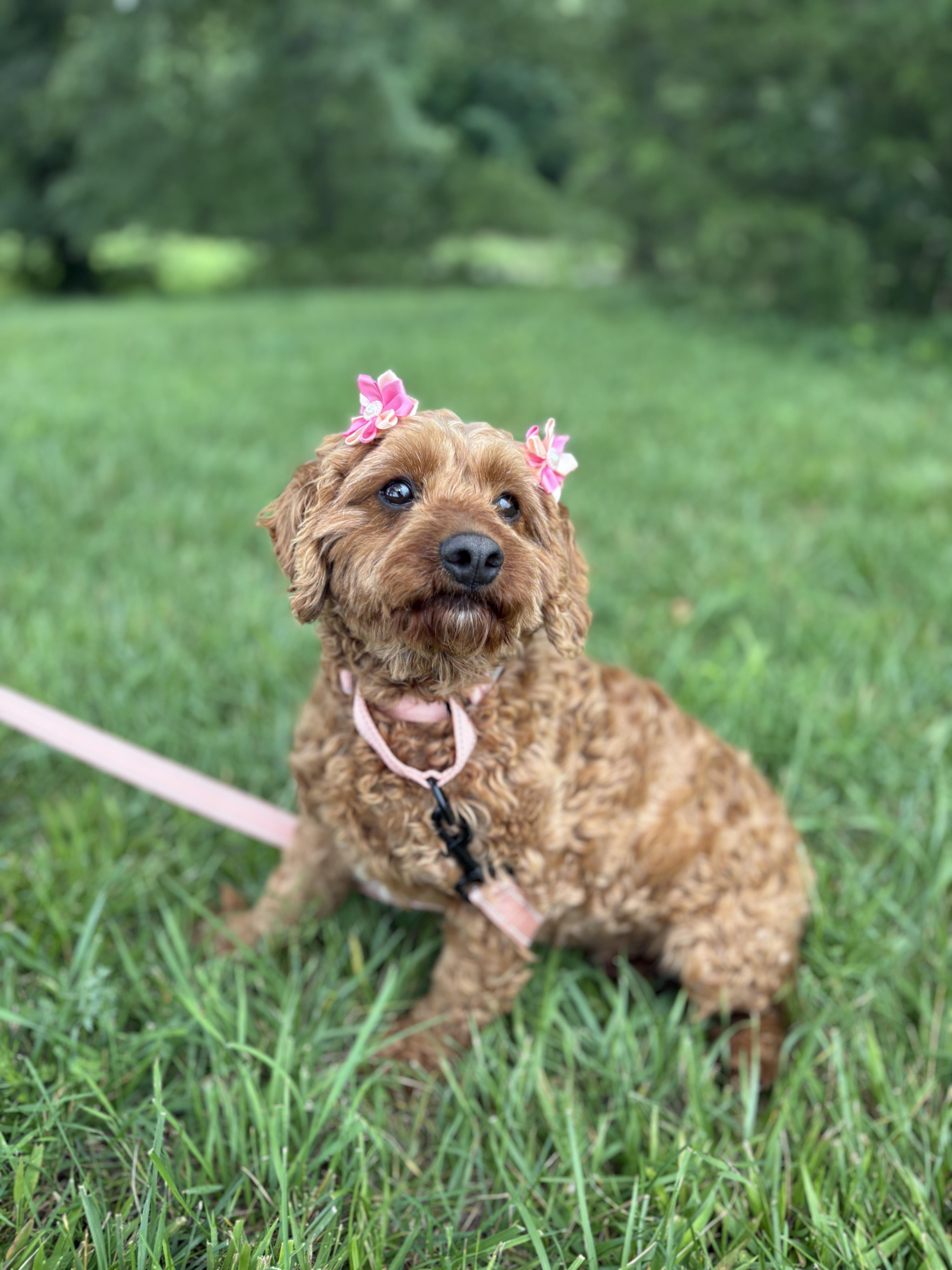 An adult small-sized female Red / Chestnut / Orange Cavapoo dog named Camille for adoption in Gradyville, KY