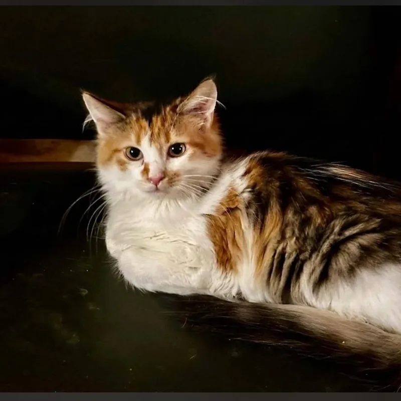 A baby medium-sized female Calico Domestic Long Hair cat named Honeycrisp for adoption in Whitestown, IN