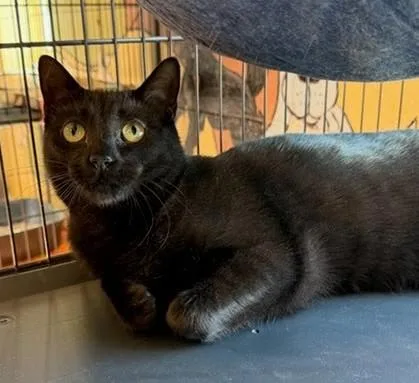 A baby small-sized male Domestic Short Hair cat named Banks for adoption in Columbia, SC