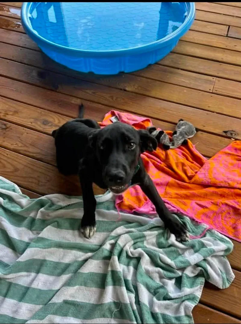 A baby extra large-sized male Black Great Dane dog named Dale for adoption in Byrdstown, TN