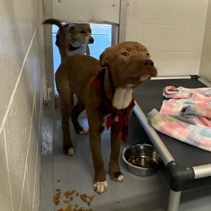 A young medium-sized male Brown / Chocolate Pit Bull Terrier dog named Joel Miller  Buck for adoption in Morganton, NC