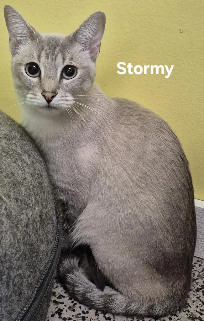 An adult medium-sized male Siamese cat named Stormy for adoption in Kendallville, IN