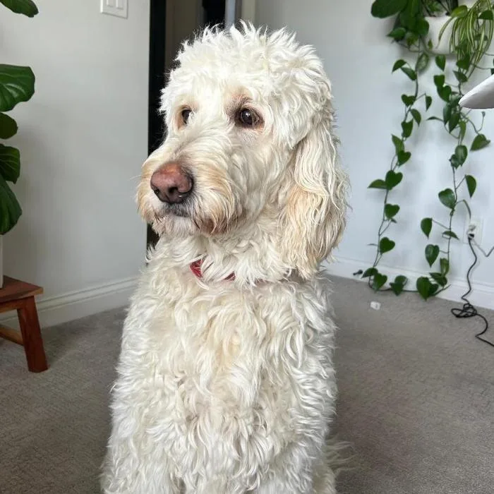 Willie Coffey thumbnail 2